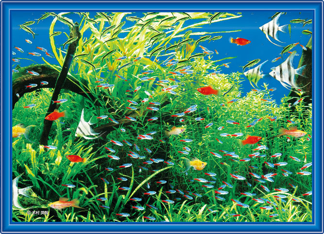 imageBCJP-024