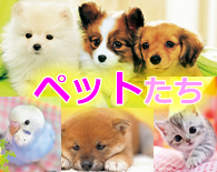 �y�b�g ���E�L�E�����Ȃǂ̃W�O�\�[�p�Y��